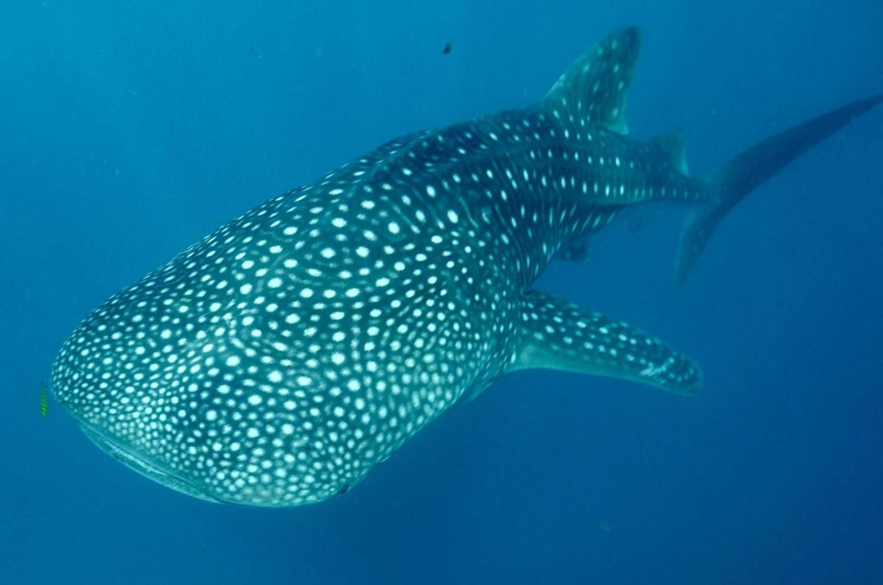 Afro Whale Shark Safari Bed and Breakfast Kilindoni Buitenkant foto